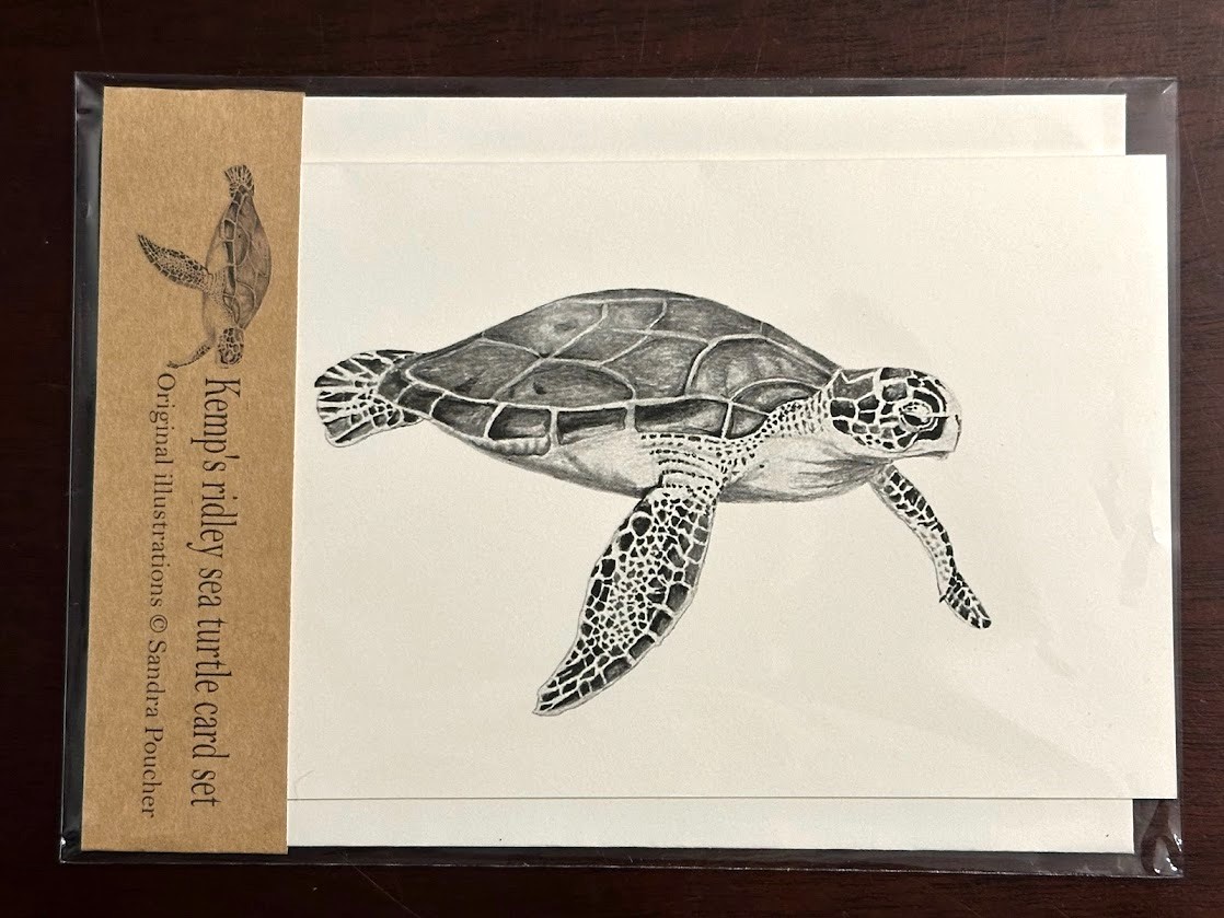 Kemp's ridley sea turtle card